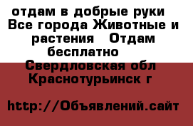 отдам в добрые руки - Все города Животные и растения » Отдам бесплатно   . Свердловская обл.,Краснотурьинск г.